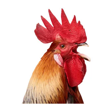 南宫体育客服团队